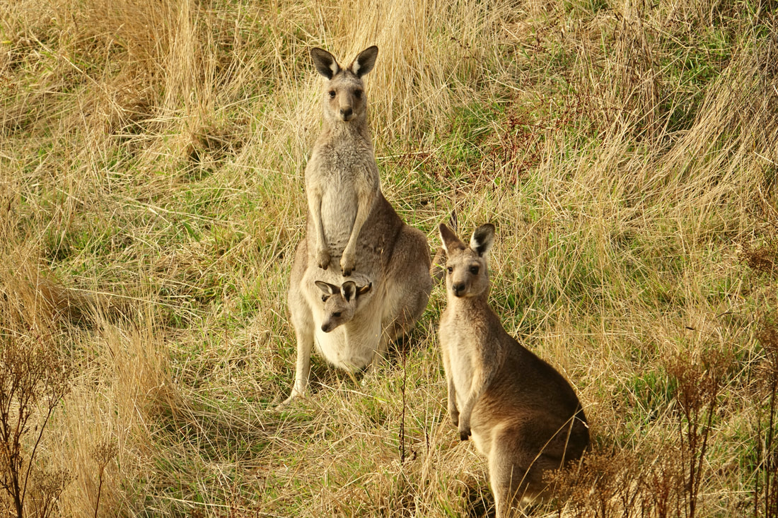 Kangaroos on the Great Ocean Walk in Victoria Australia