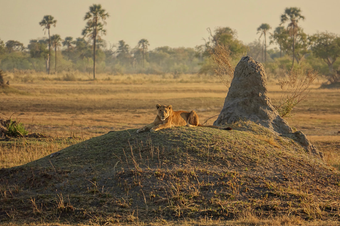 Lioness on walking safari with Oddballs on Chief's Island in the Okavango Delta of Botswana in the Moremi Game Reserve