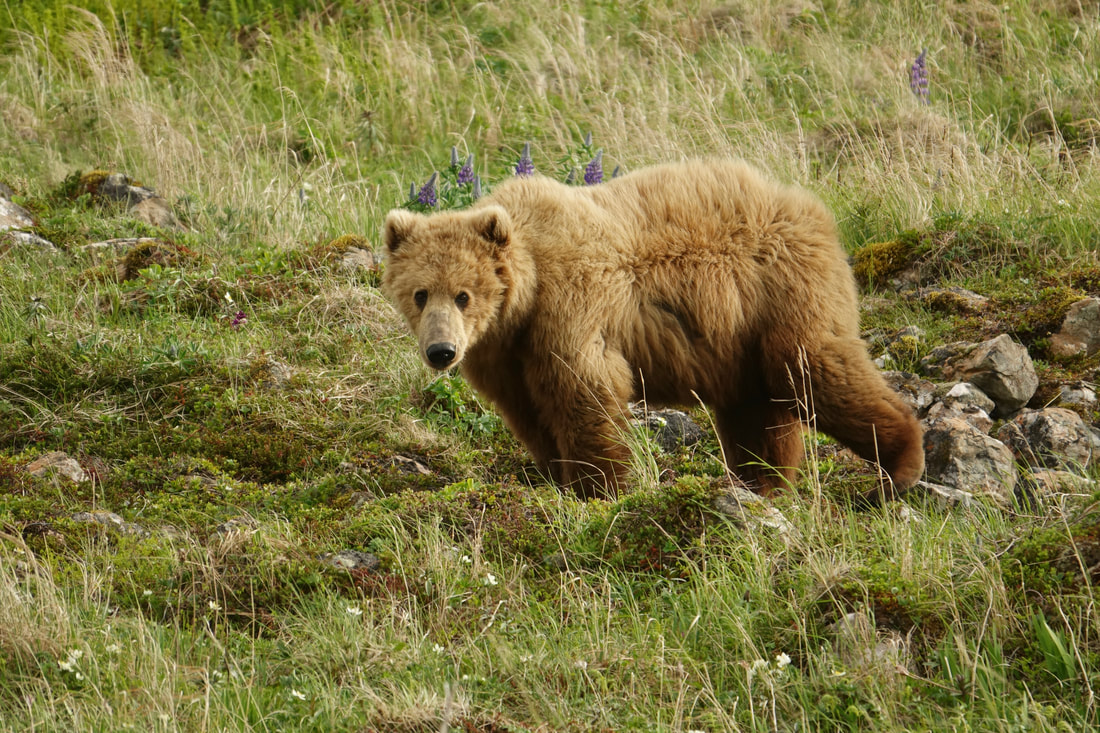 Kodiak bear while backpacking across Kodiak Island in Alaska